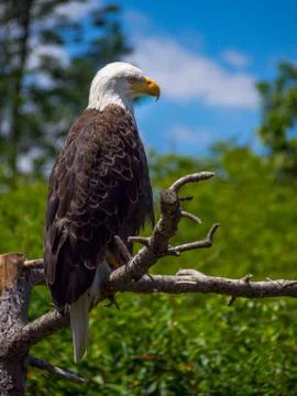 Bald Eagle on Tree Branch, Close Up Stock Photos