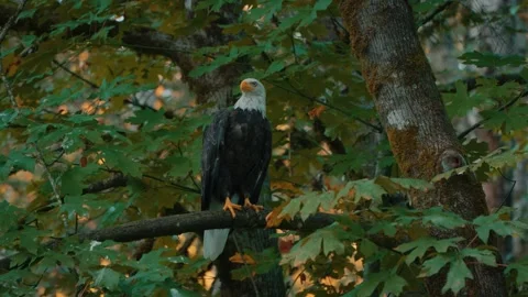 Bald Eagle On a tree branch during fall season in the Quinsam River area Stock Footage 332661891
