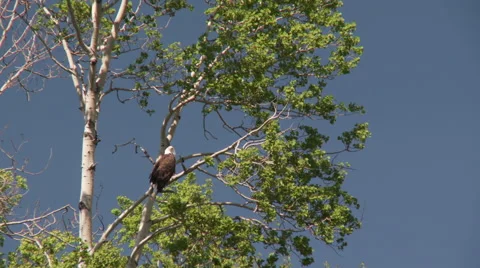 Bald Eagle on tree branch Stock Footage 68679935