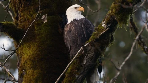 Bald Eagle In A Tree Close Up Vidéo 121205693