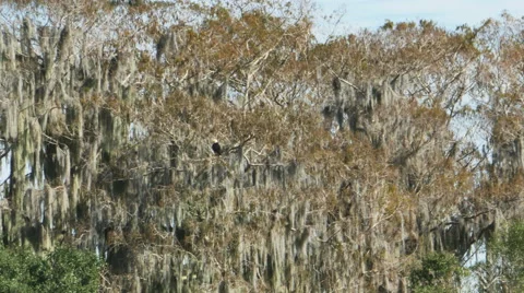 Bald Eagle on Tree Covered in Moss in Wetland in Florida, 4K Stock Footage 61524940
