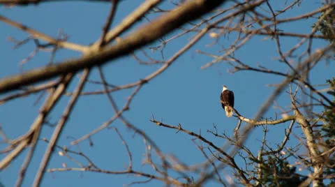 Bald Eagle in tree, flies away Stockbeeldmateriaal 23182929