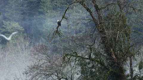 Bald Eagle On A Tree With Foggy Background Video stock 121209746