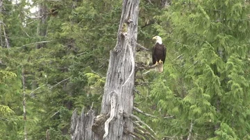 Bald Eagle in tree Stock Footage 85533554