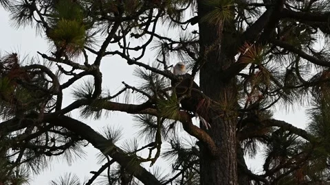 Bald Eagle in a tree Stock Footage 147960270