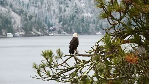 Bald Eagle in a tree Stock Footage 148609393