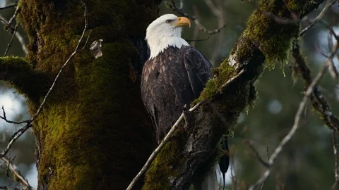 Bald eagle in a tree looking for prey Video stock 121199081