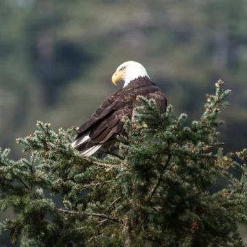 Bald Eagle in a Tree Foto stock