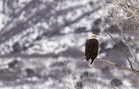Bald Eagle in a tree Stock Photos