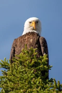 Bald Eagle on a tree Stock Photos
