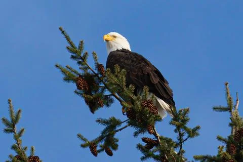 Bald eagle in a tree 写真素材