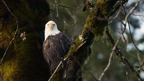 Bald Eagle In A Tree Scanning For Prey Vidéo 121199334