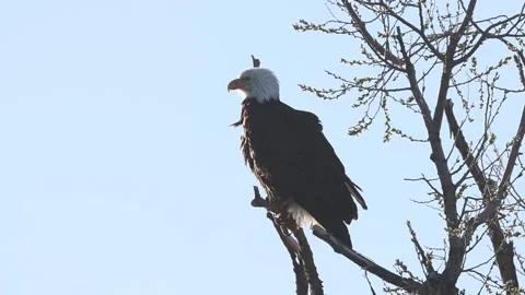 Bald eagle in a tree in Siskiyou County California Stock Footage 307235182