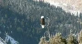 Bald Eagle tree top P HD HD Footage