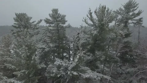 Bald eagle in a tree in winter 스톡 동영상 166515962