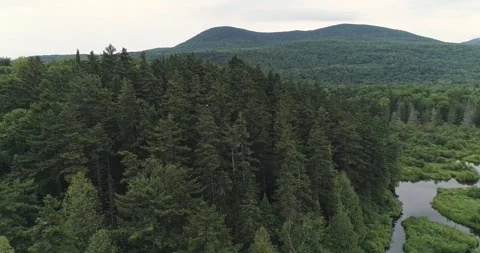 Bald eagle in the trees at a lake in Maine in the United States Stock Footage 247943816