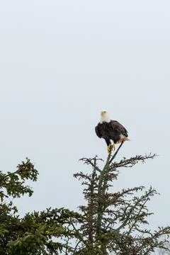 Bald Eagle on a treetop Stock Photos