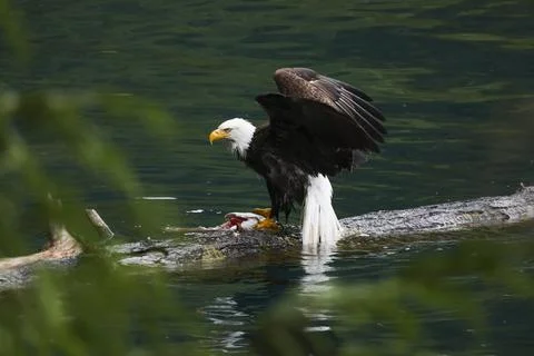 Bald Eagle With a Trout Stock Photos