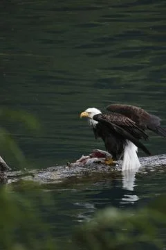 Bald Eagle With a Trout Stock Photos