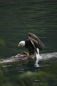 Bald Eagle With a Trout Stock Photos