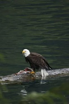 Bald Eagle With a Trout Stock Photos