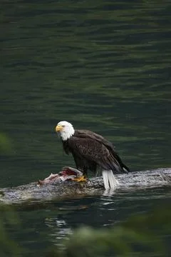 Bald Eagle With a Trout Stock Photos