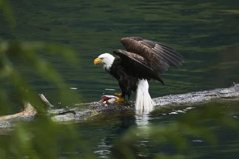 Bald Eagle With a Trout Stock Photos
