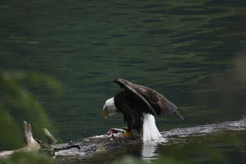 Bald Eagle With a Trout Stock Photos