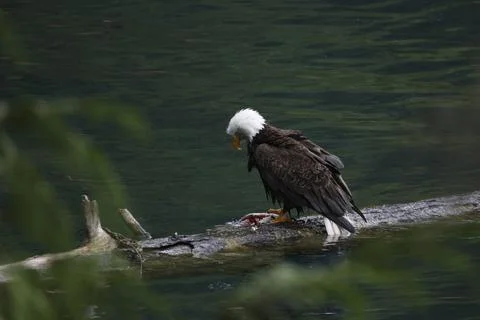 Bald Eagle With a Trout Stock Photos