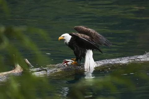 Bald Eagle With a Trout Stock Photos