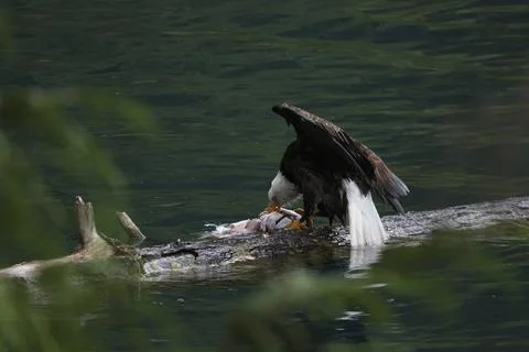 Bald Eagle With a Trout Stock Photos