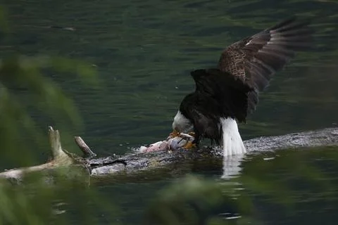 Bald Eagle With a Trout Stock Photos
