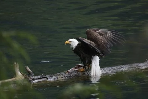 Bald Eagle With a Trout Stock Photos