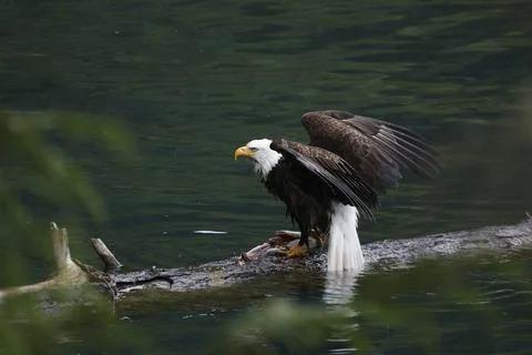 Bald Eagle With a Trout Stock Photos