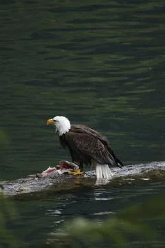 Bald Eagle With a Trout Stock Photos