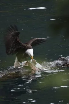 Bald Eagle With a Trout Stock Photos