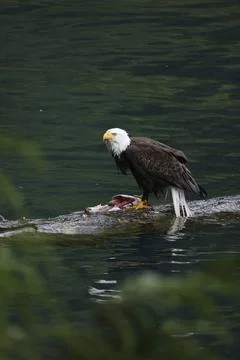 Bald Eagle With a Trout Stock Photos