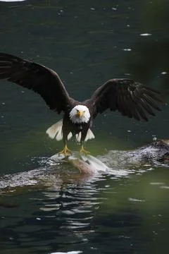 Bald Eagle With a Trout Stock Photos