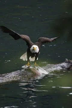 Bald Eagle With a Trout Stock Photos
