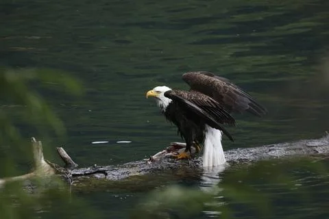 Bald Eagle With a Trout Stock Photos