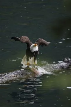 Bald Eagle With a Trout Stock Photos