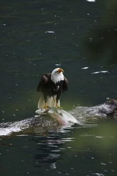 Bald Eagle With a Trout Stock Photos