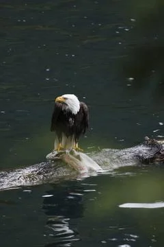 Bald Eagle With a Trout Stock Photos