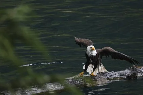 Bald Eagle With a Trout Stock Photos