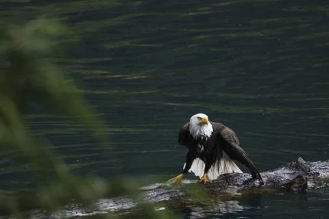 Bald Eagle With a Trout Stock Photos