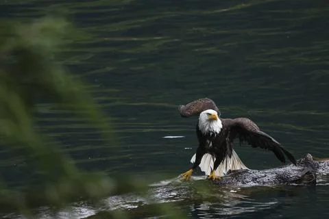 Bald Eagle With a Trout Stock Photos