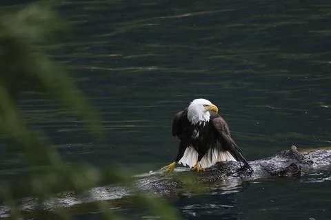 Bald Eagle With a Trout Stock Photos