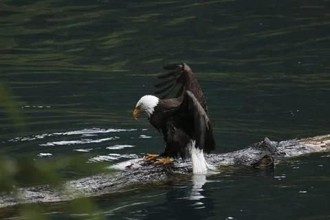 Bald Eagle With a Trout Stock Photos