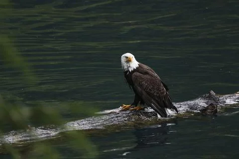 Bald Eagle With a Trout Stock Photos