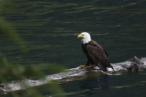 Bald Eagle With a Trout Stock Photos